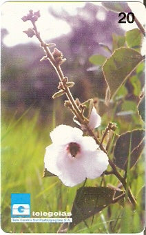GO-039 - Flor do Cerrado - B2