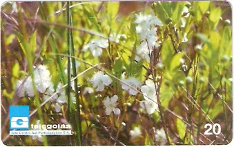 GO-040 - Flor da Gabiroba