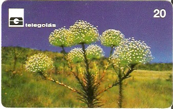 GO-047 - Vegetação do Cerrado