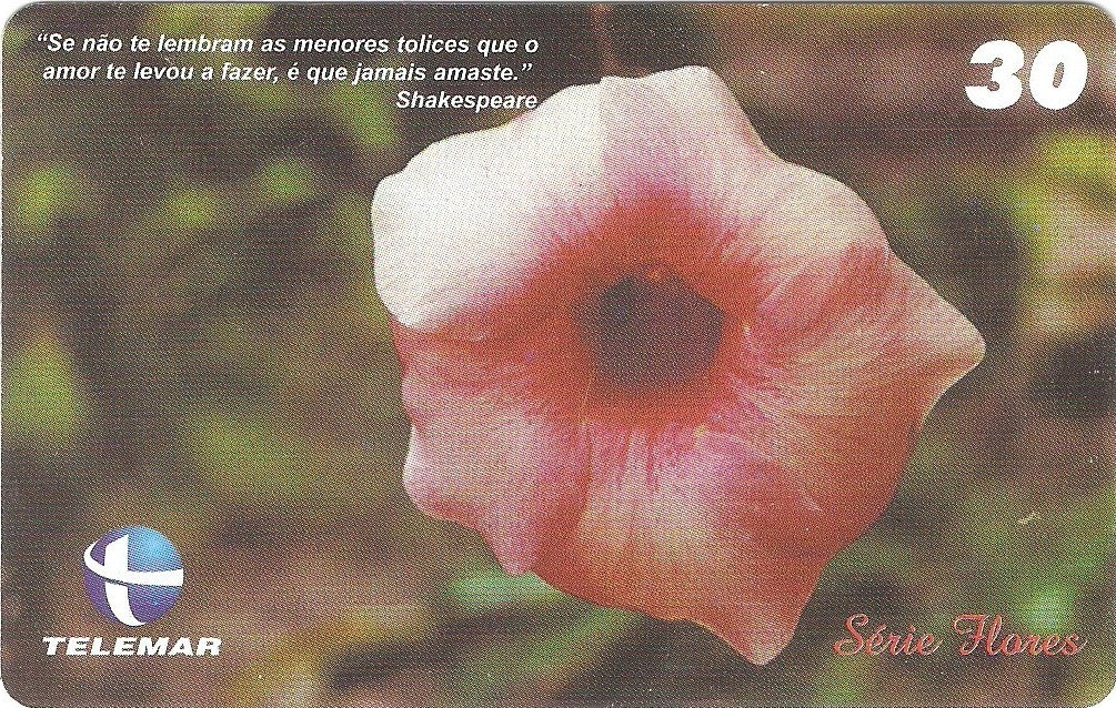 CE-728 - Alamanda Roxa
