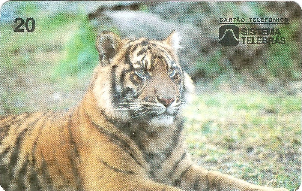 CE-056M - Tigre