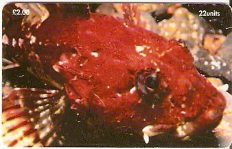 MAN-149 - Peixe Escorpio