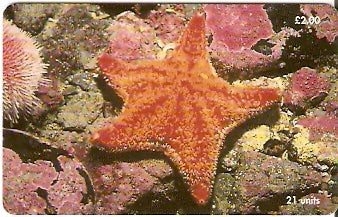 MAN-170 - Estrela do Mar