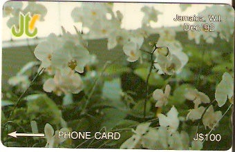 JAM-013C - Orquídea Branca