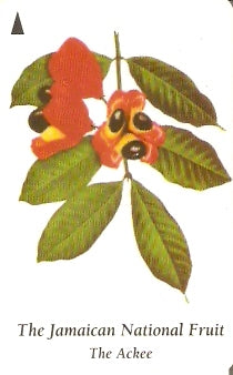 JAM-083B - Fruta Nacional