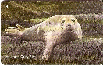 JER-296 - Atlantic Grey Seal