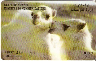 KWT-39B - Camelos jovens