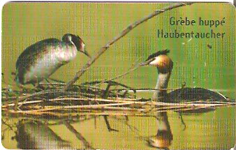 LUX-TS025 - Patos na Água