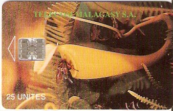 MDG-006 - Planta Carnívora