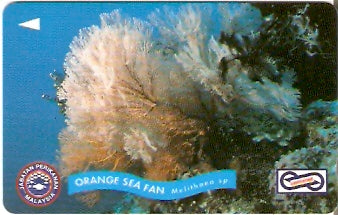 MLS-MU-207 - Orange Sea Fan