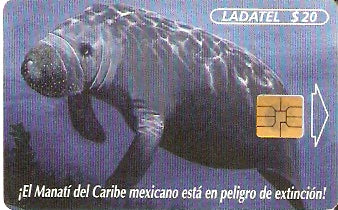 MXP-0025 - El manatí 1