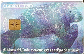 MXP-0026 - El manatí 2