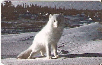 GERx02P010 - Raposa do Ártico