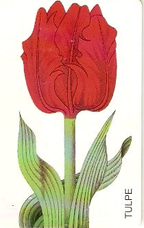 GER98PD07 - Tulipa