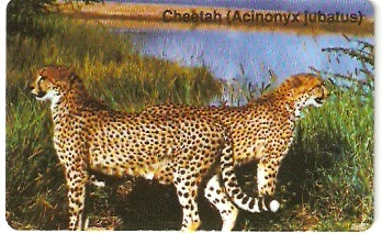 NMB-009 - Chita