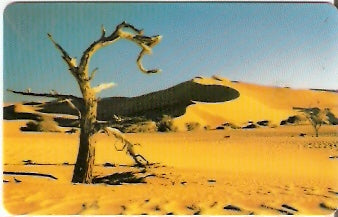 NMB-017A - Árvore no Deserto