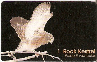 NMB-084 - Rock Kestrel - 1