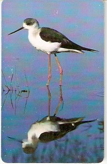 OMN-C-021 - Black-Winged Stilt