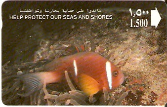 OMN-012A - Dhofar Clownfish