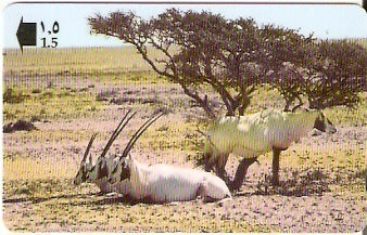 OMN-033N - Arabian Oryx