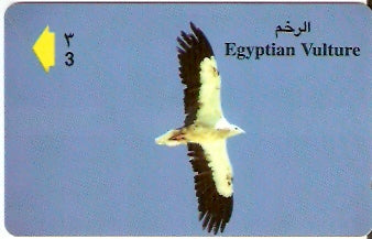 OMN-041J - Egyptian Vulture