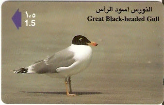 OMN-041R - Great Black-Headed Gull