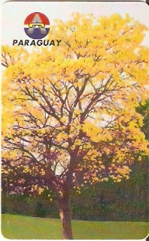 PAR-C-19 - Lapacho en Flor- 30