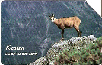 POL-1333 - Cabra