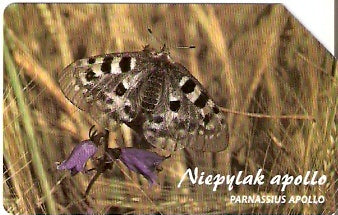POL-1352 - Borboleta