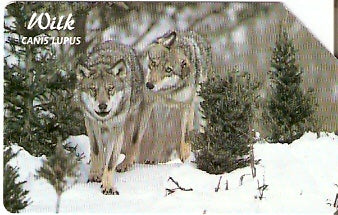 POL-1337 - Lobo