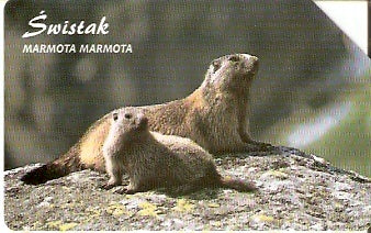 POL-1336 - Marmota Alpina