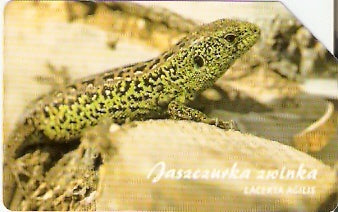 POL-1353 - Lagarto