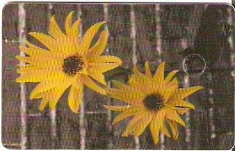 ROM-114 - Flores Amarelas