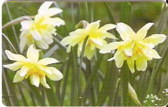ROM-179 - Flores Verdes