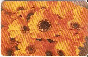 ROM-368 - Flores Laranjadas