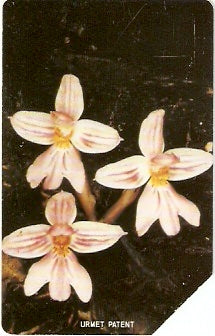 SRL-16 - Orquídeas - 25