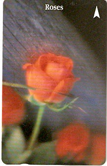 SIN-032G -  Rosas