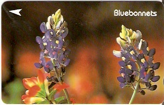 SIN-032D -  Bluebonnets