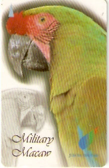 SIN-104B -  Military Macaw