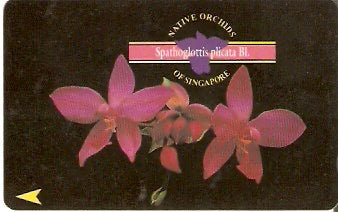 SIN-067E -  Orquídea
