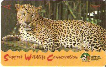 SIN-094C -  Leopardo