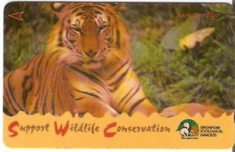 SIN-094A -  Tigre de Sumatra