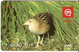 SLO-M-17Ba - Codorna