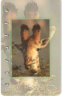 SAFM-057 - Girafa