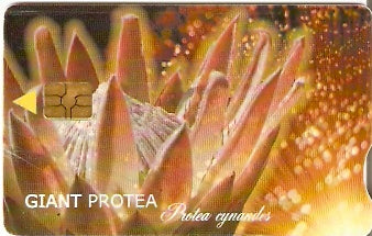 SAF-139b - Protea Gigante