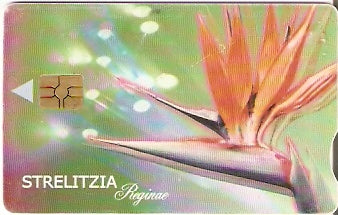 SAF-141a - Strelitzia