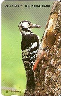 SOK-MO09309 - Pica Pau