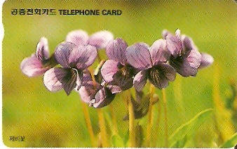 SOK-MO09401 - Violetas