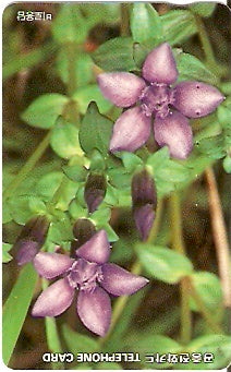 SOK-MO09417 - Flor