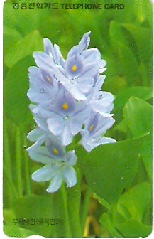 SOK-MO09533 - Water Hyacinth
